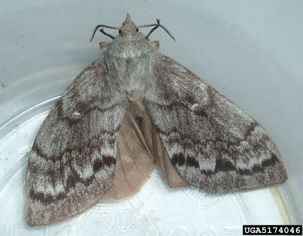 Weiblicher Falter von Dendrolimus sibiricus